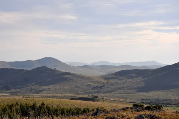 Plantas medicinales autóctonas