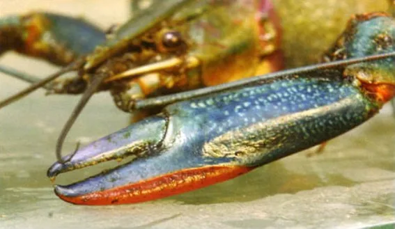 Granja artesanal de langostas en Maldonado