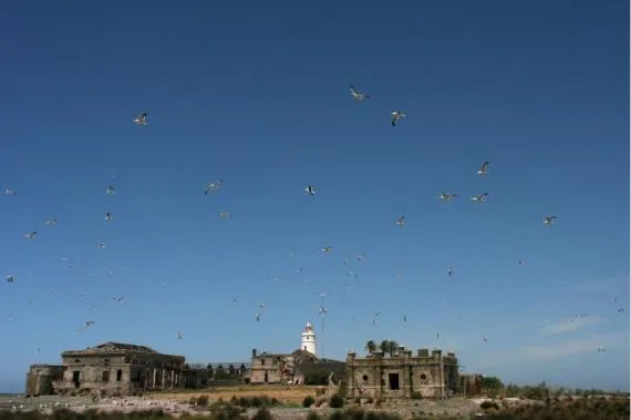 Conejos negros de la Isla de Flores