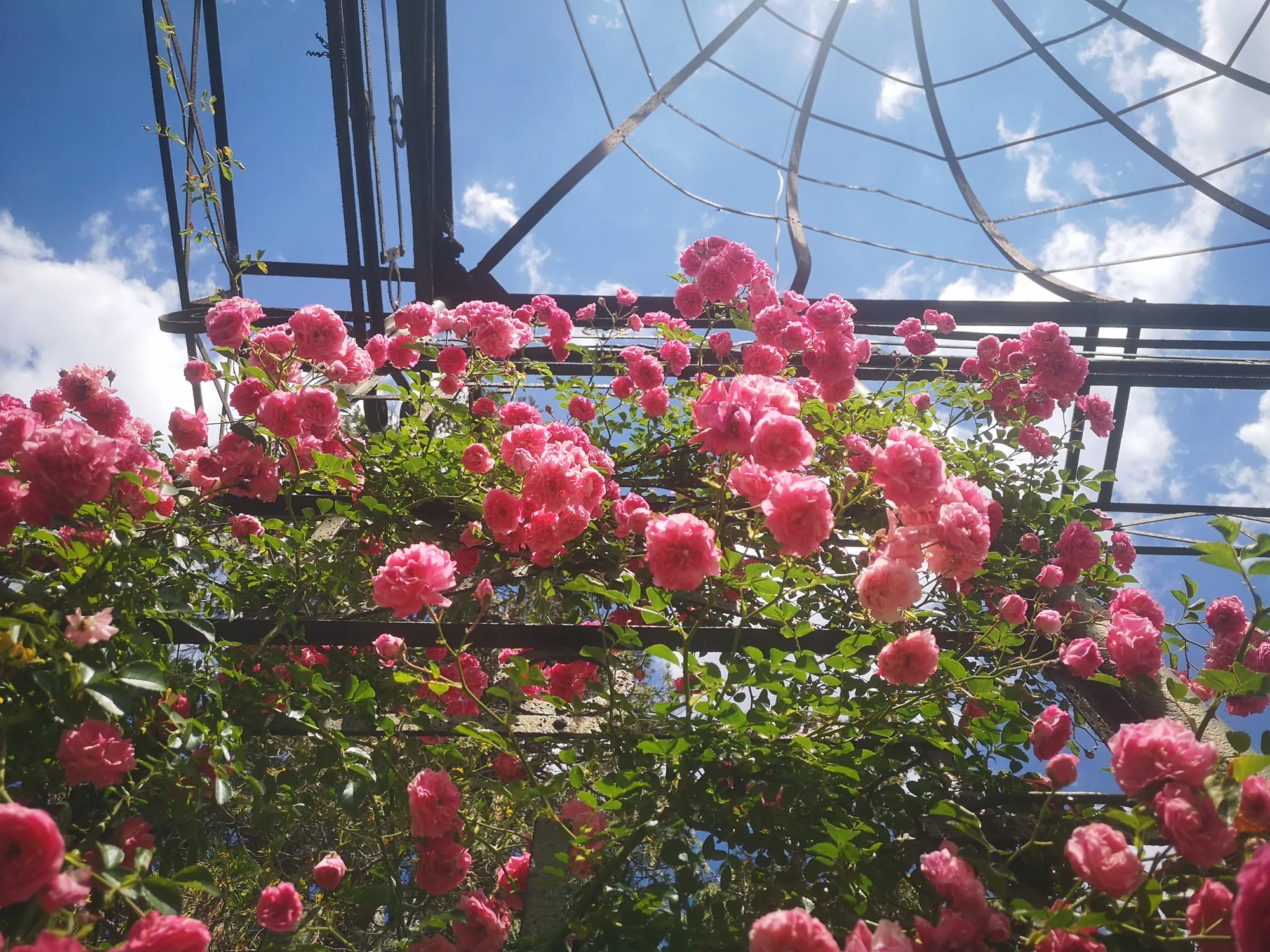 Explorando el Rosedal del Prado