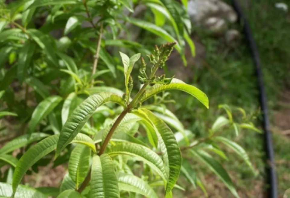 Cedrón: propiedades y usos