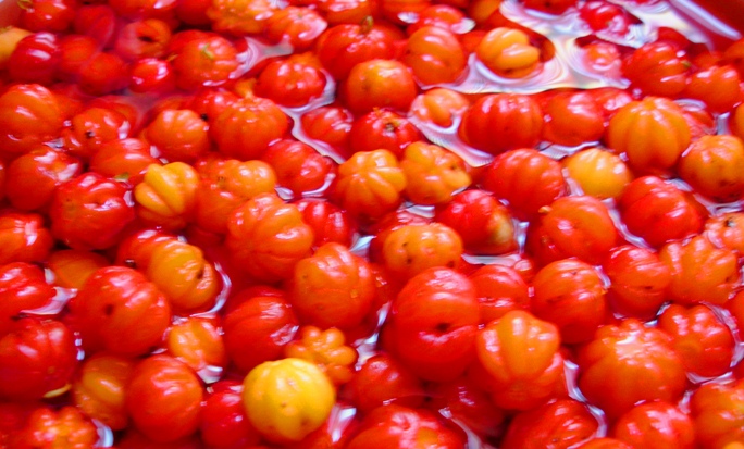 Pintanga madura