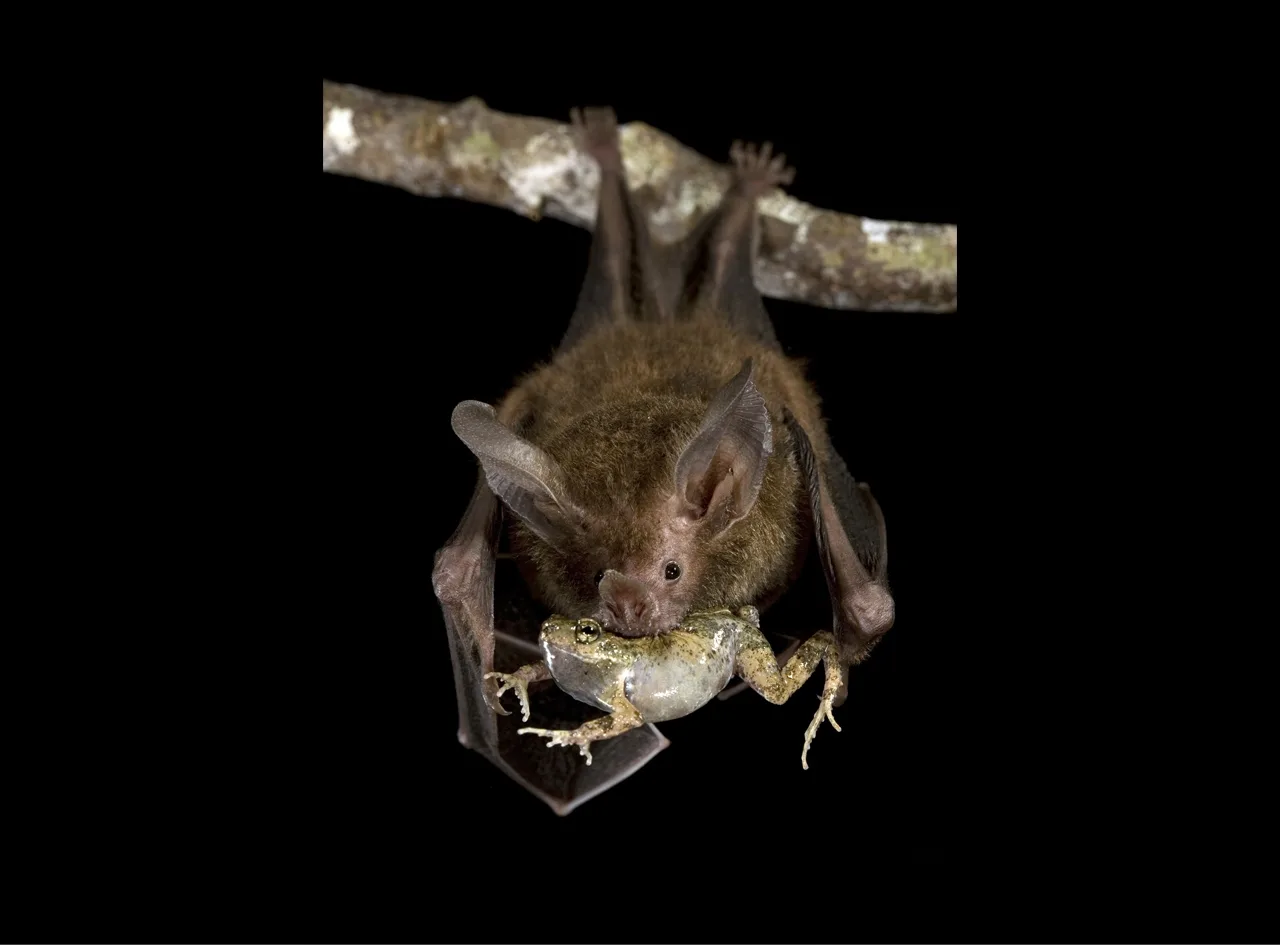 Vampiros autóctonos