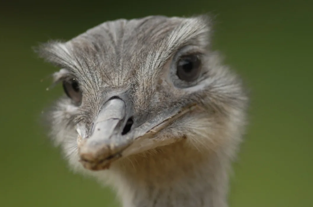 Fauna autóctona: Ñandú Guasú