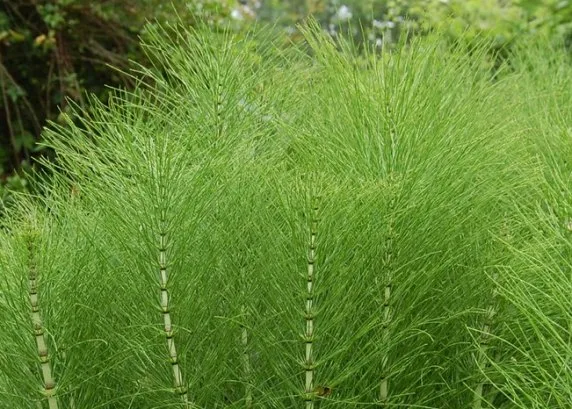Cola de caballo, propiedades medicinales