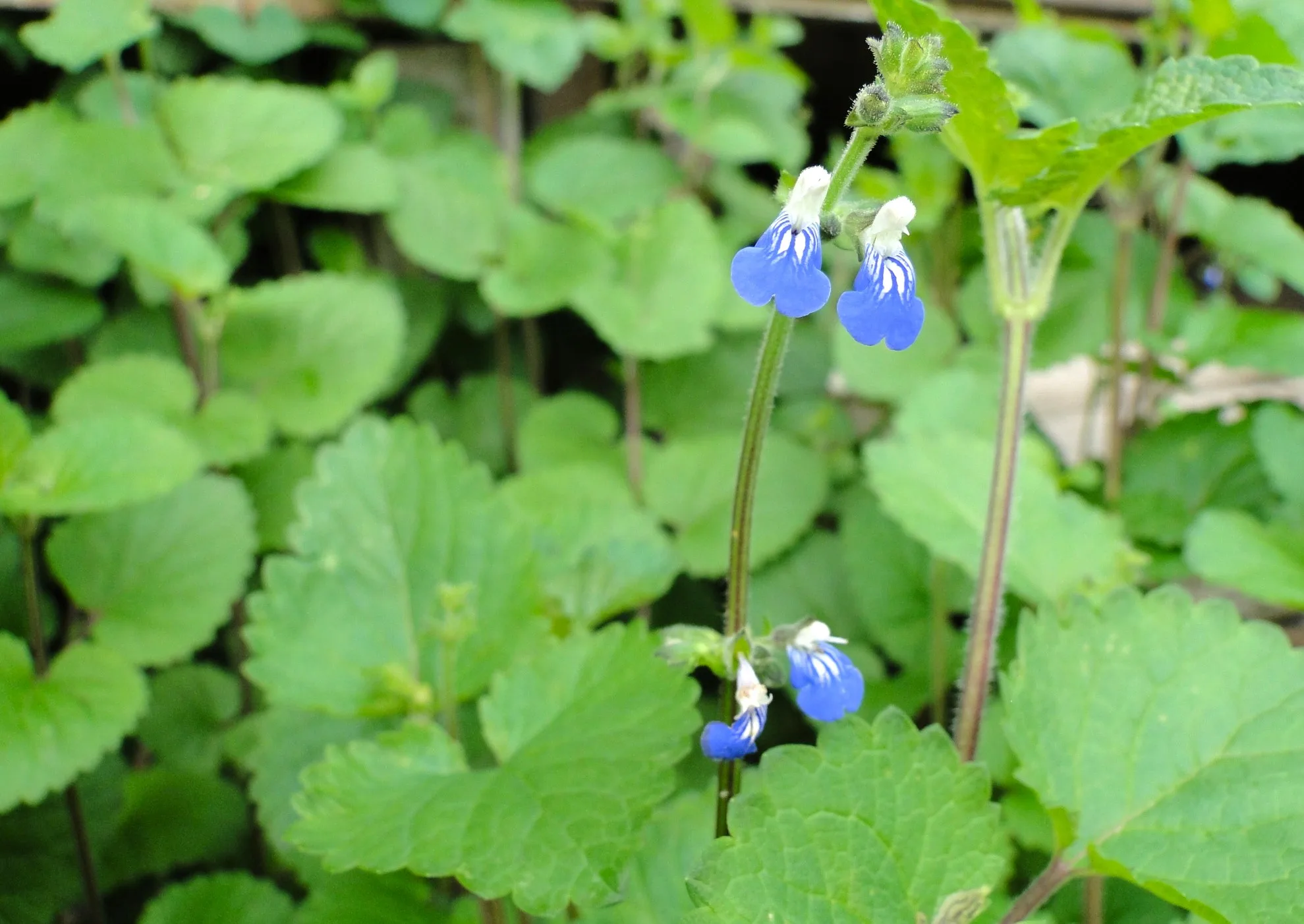 Salvia nativa de Uruguay: usos y beneficios