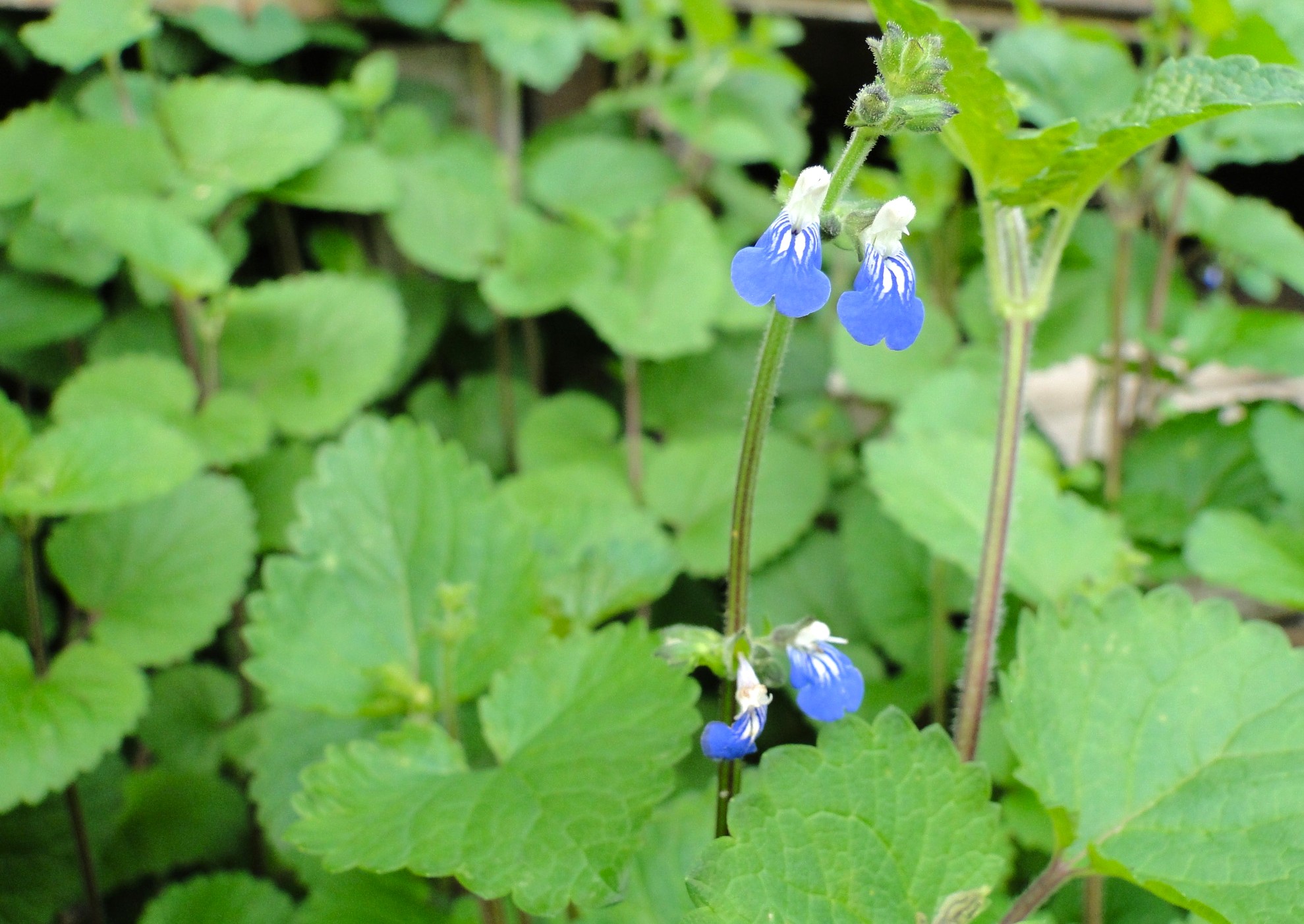 Salvia nativa de Uruguay: usos y beneficios