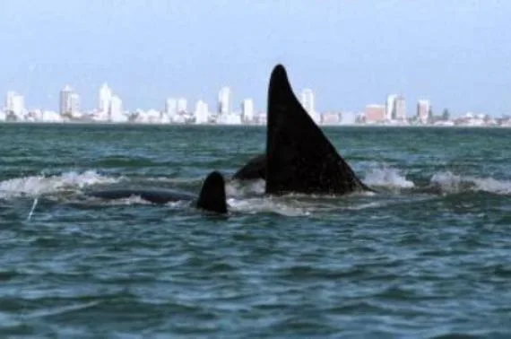 Temporada de ballenas en las costas uruguayas