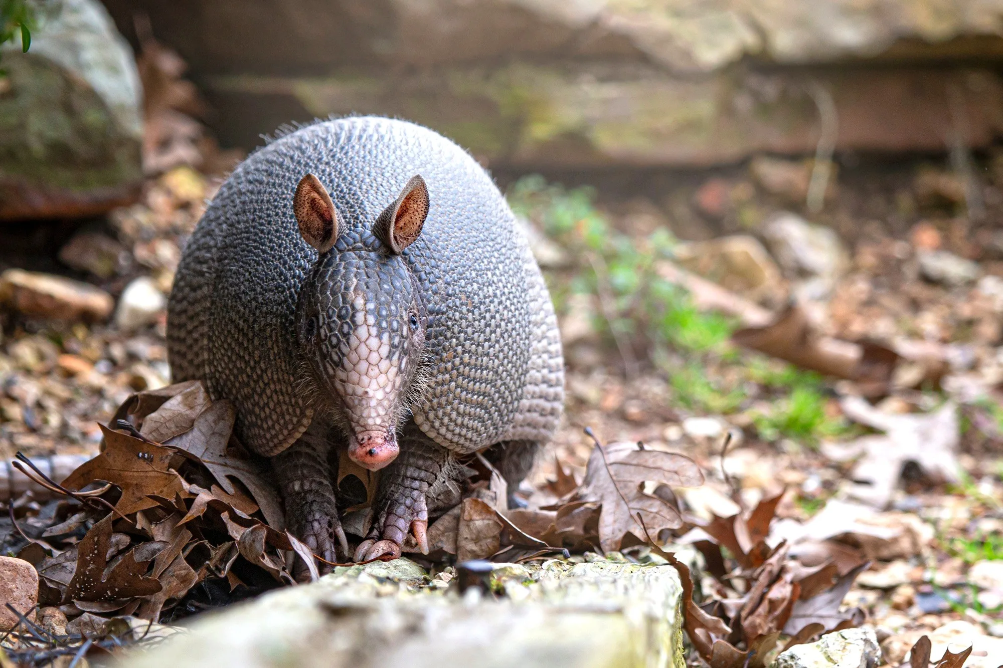 Armadillos en Uruguay: Tatúes, mulitas y peludos