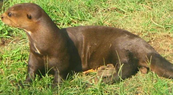Nutria gigante