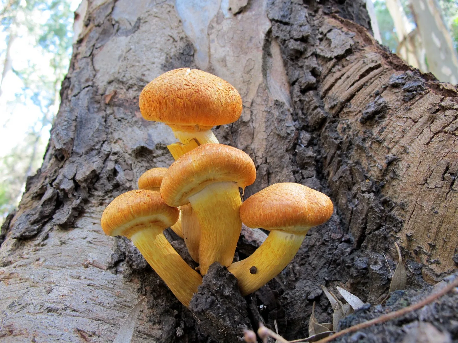 Hongos en conserva a la provenzal