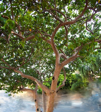 Árbol Guayabo