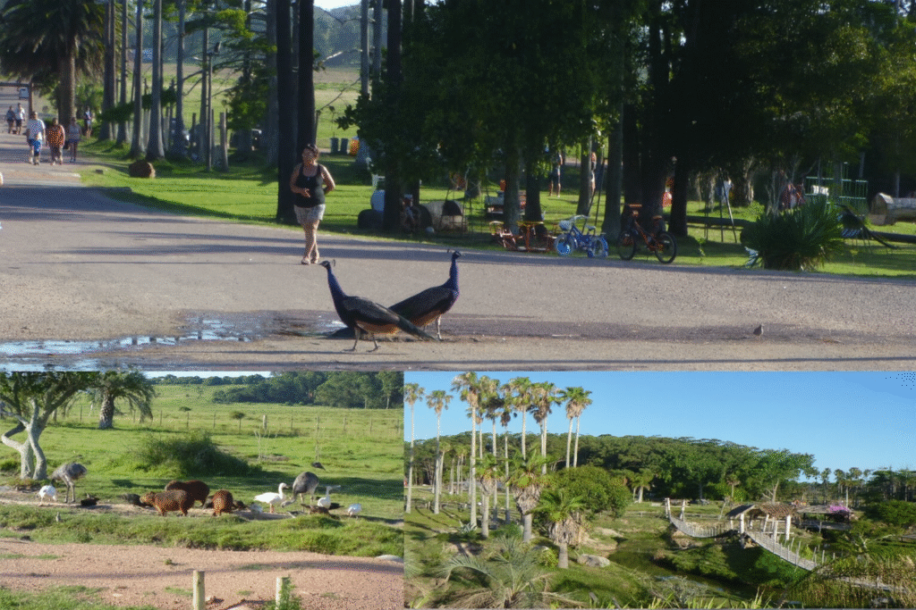 Fauna del Parque Santa Teresa