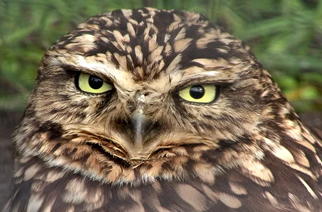 Búhos y lechuzas del Uruguay