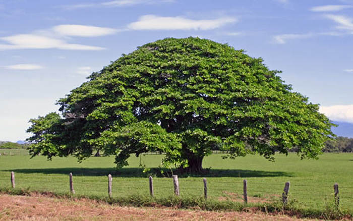Árbol oreja de negro