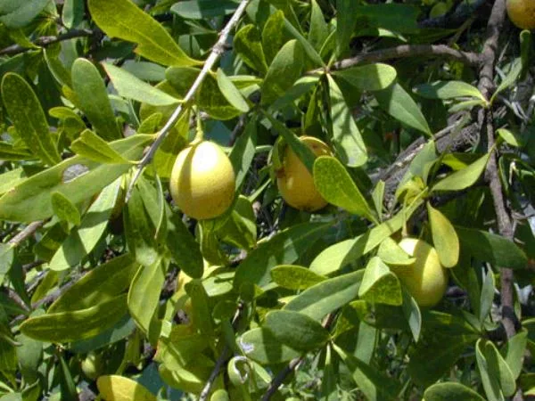 Propiedades sin explorar del quebracho flojo