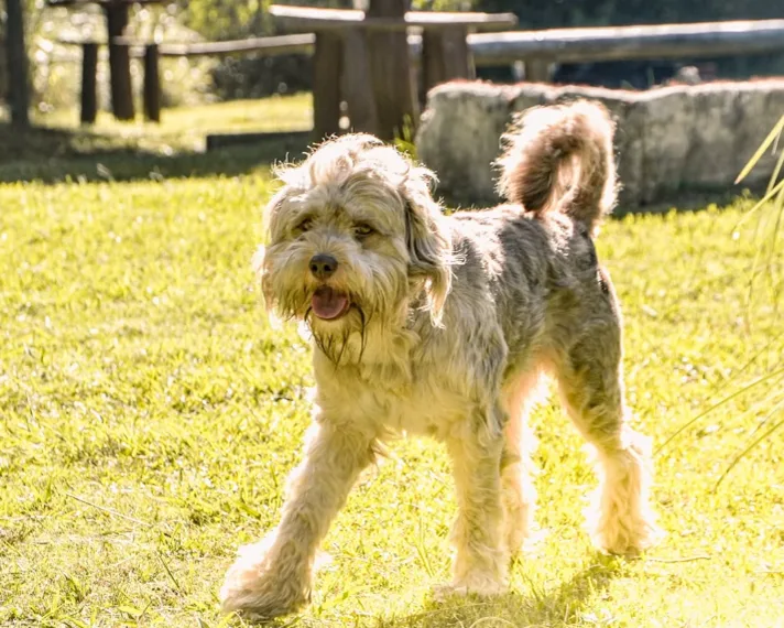 Camping pet friendly en Punta Rubia