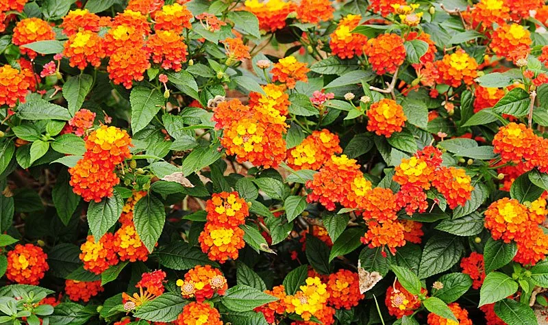 Plantas tóxicas: la lantana