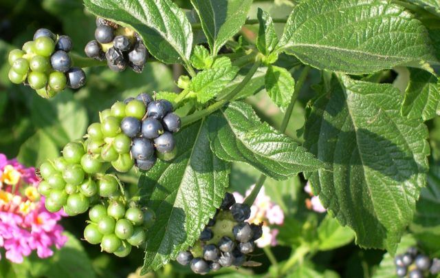 Fruto de la lantana