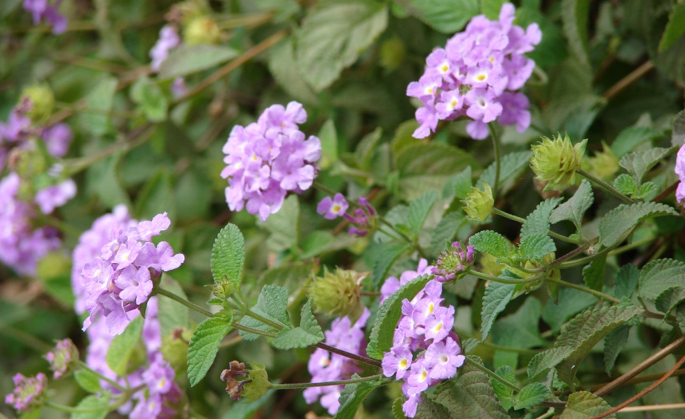 Lantana montevidiensis