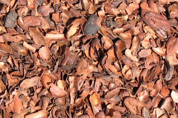 Propiedades y usos de la cáscara de cacao - Todo Uruguay