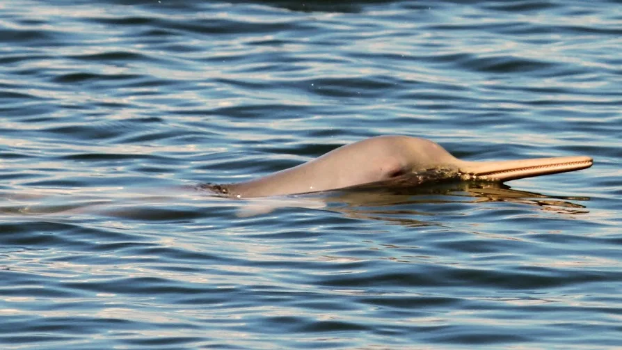 la franciscana: delfines del uruguay