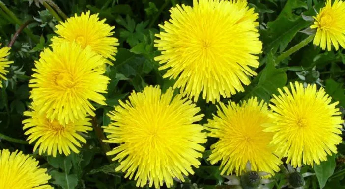 Cultivo y consumo del diente de león