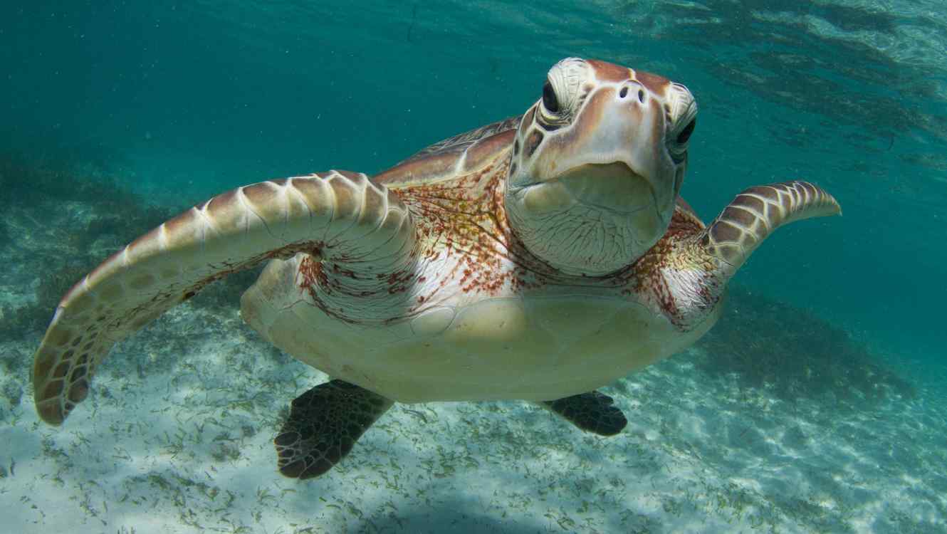 Tortuga marina nadando