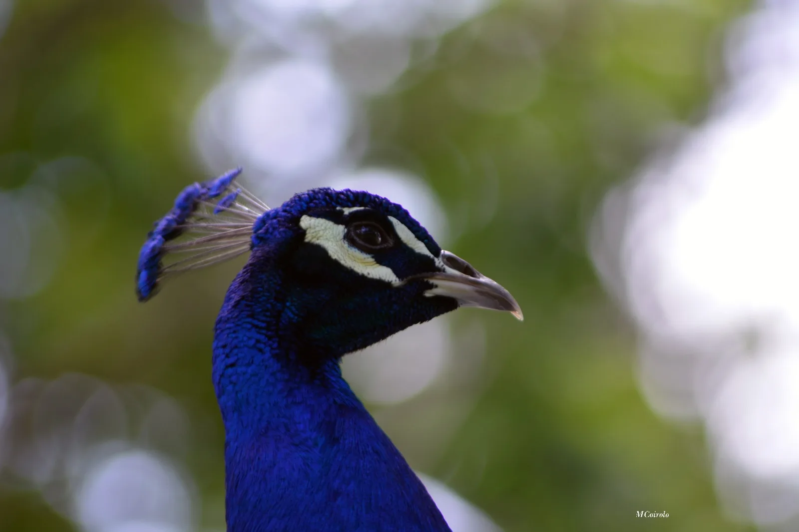 Reserva de Flora y Fauna Dr. Rodolfo Tálice
