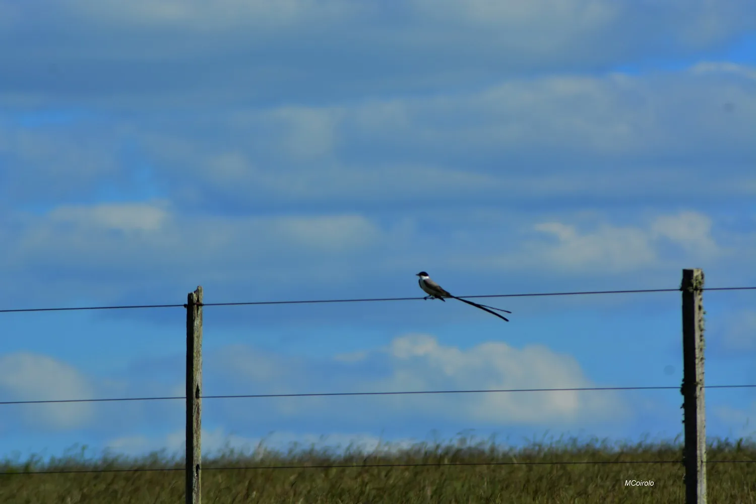 Tijereta: pájaro con cola de tijera