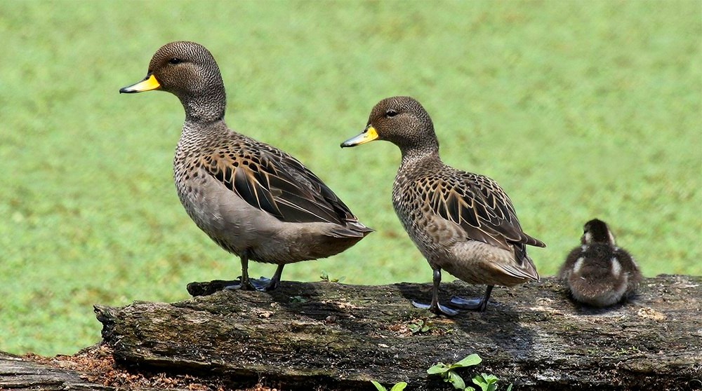 Pichón de pato barcino
