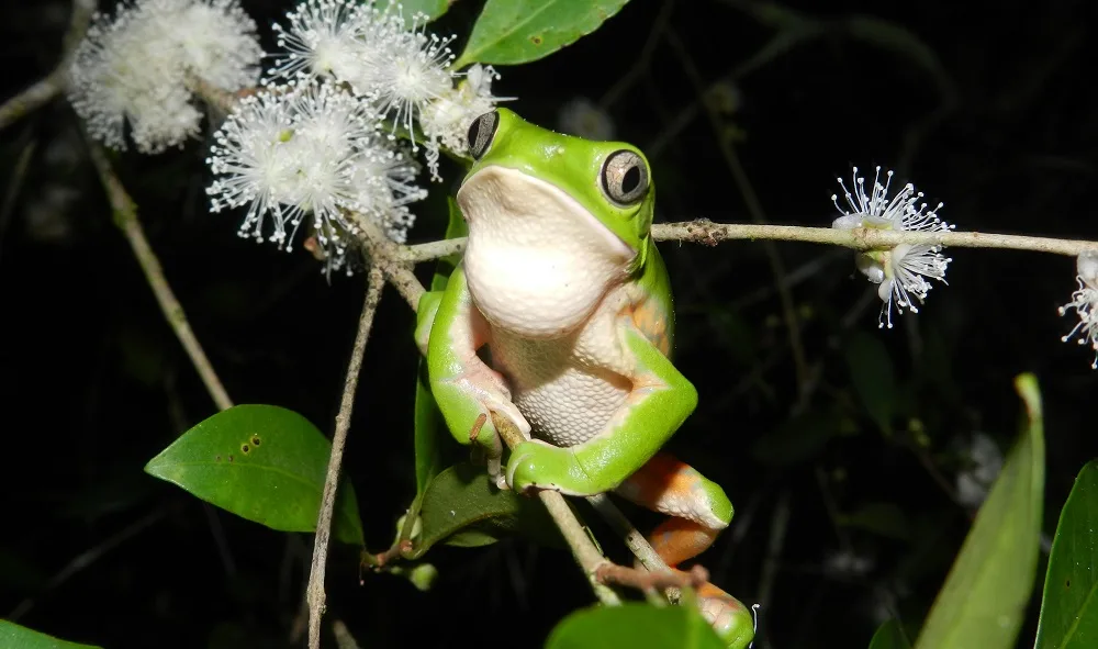 Ranas y sapos del Uruguay