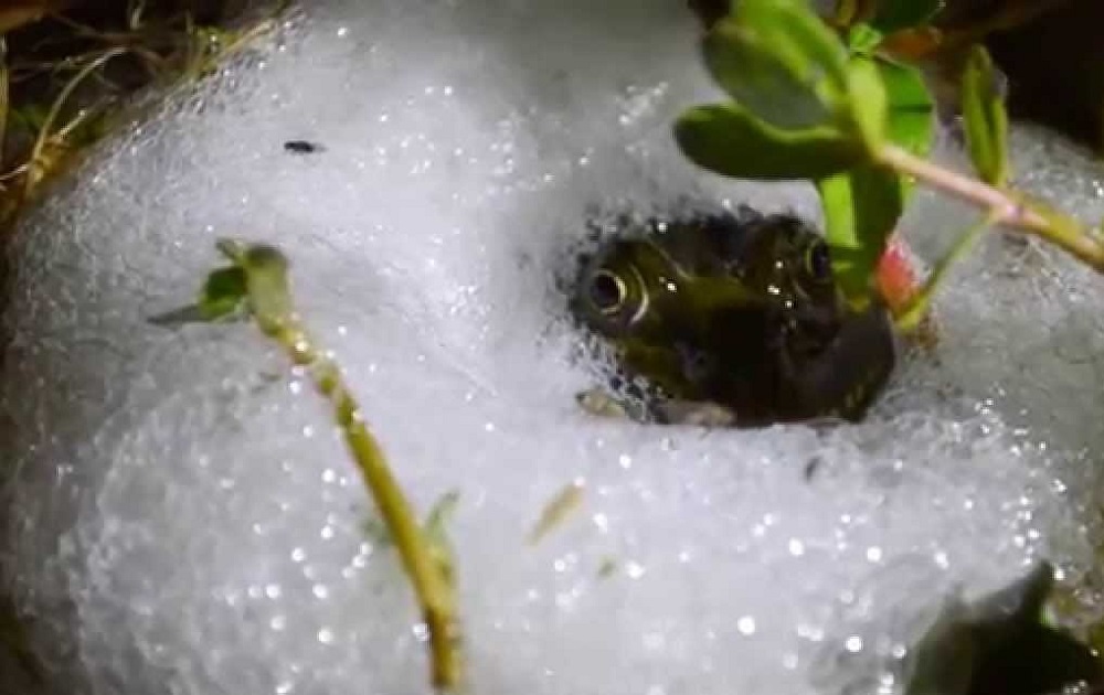 Nido de espuma de rana criolla