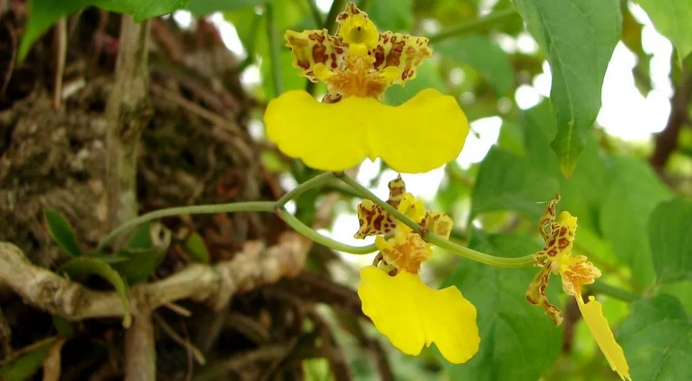 Orquídeas del Uruguay