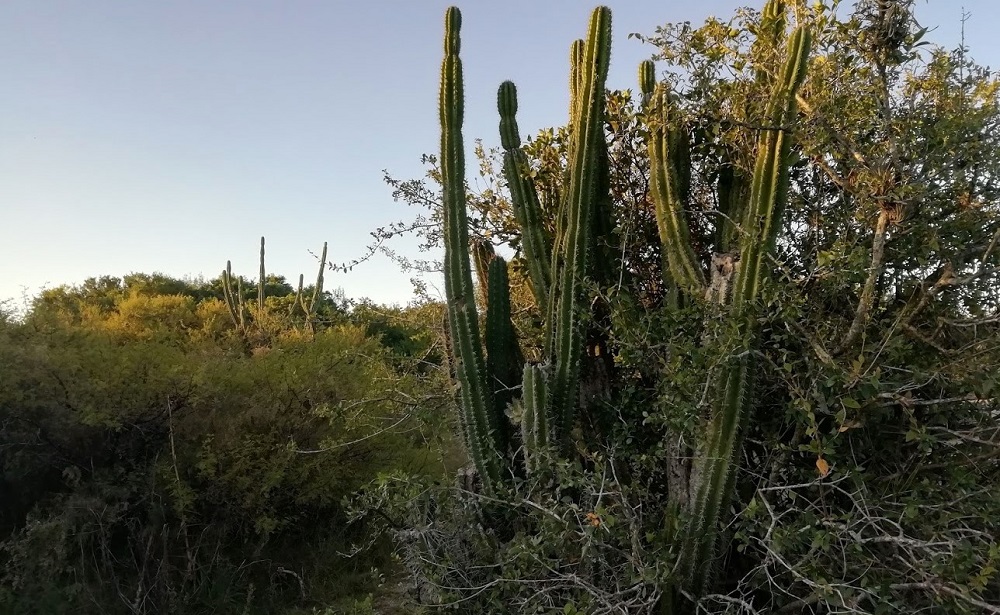 Ejemplares silvestres de cactus candelabro
