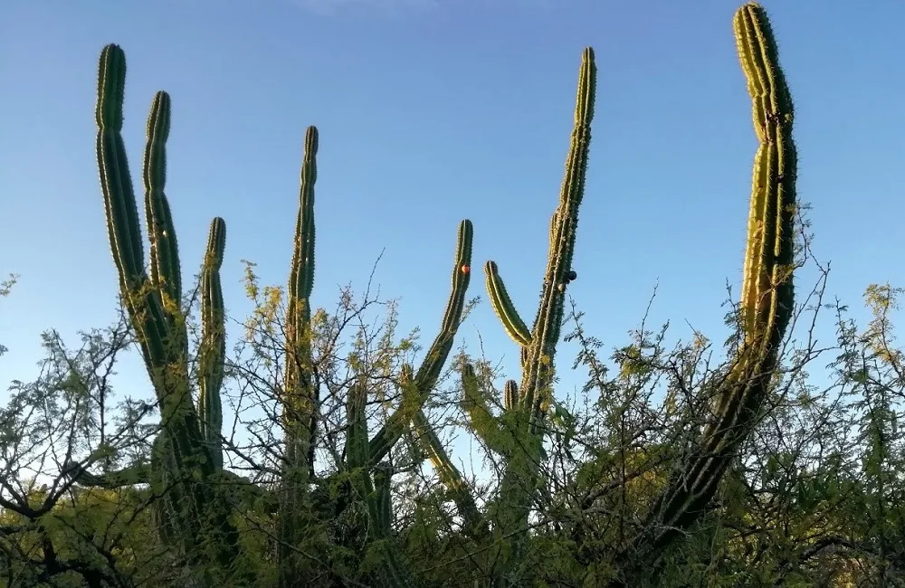 Cactus del Uruguay: el candelabro