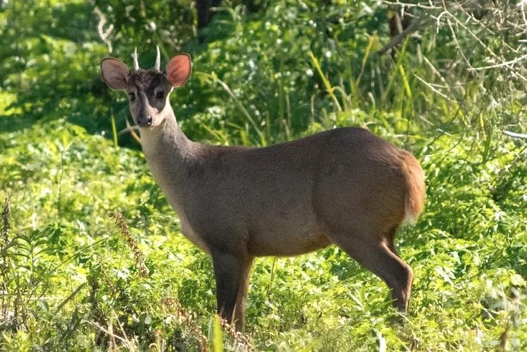 Ciervos del Uruguay: el guazubirá