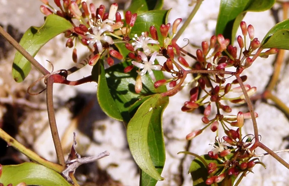 Zarzaparrilla: el detox  de la flora nativa