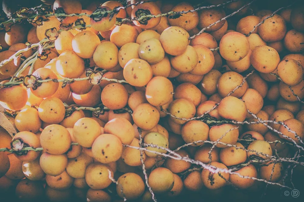 Butiá de los palmares de Rocha