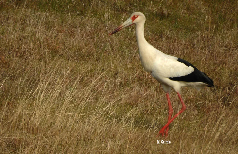 Cigüeña americana: otro poblador de los bañados