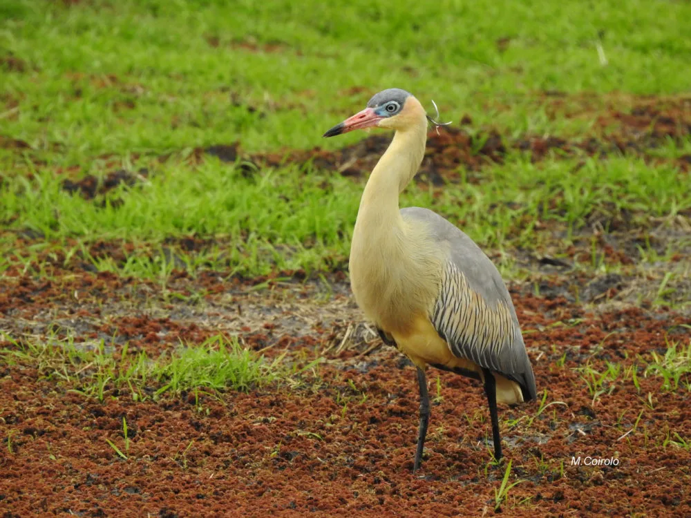 Garza amarilla: habitante de los bañados uruguayos