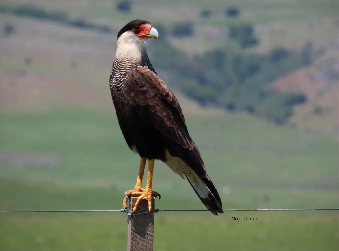 Aves de rapiña del Uruguay: el carancho