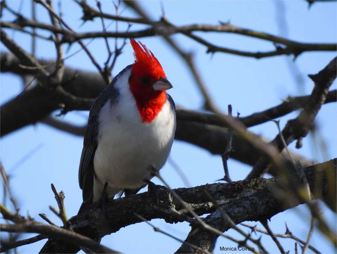 Cardenal de copete rojo