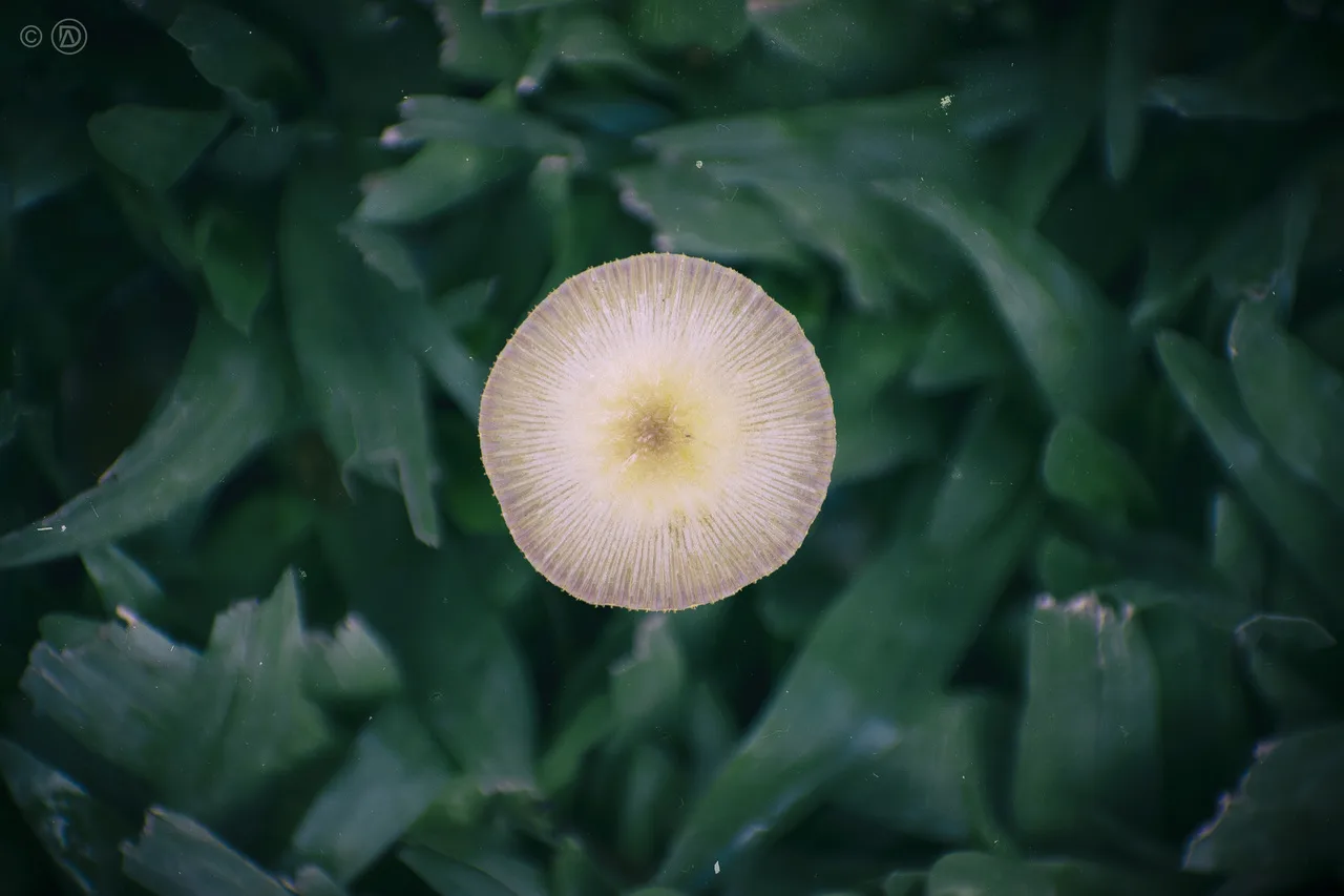 Coprino plegado: hongo solitario del suelo uruguayo