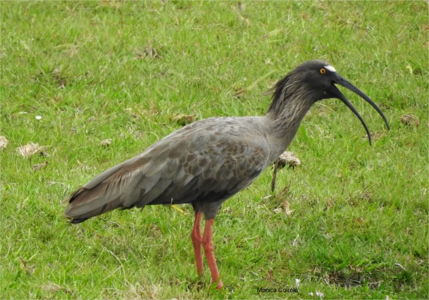 Bandurria mora: habitante de los humedales del Uruguay