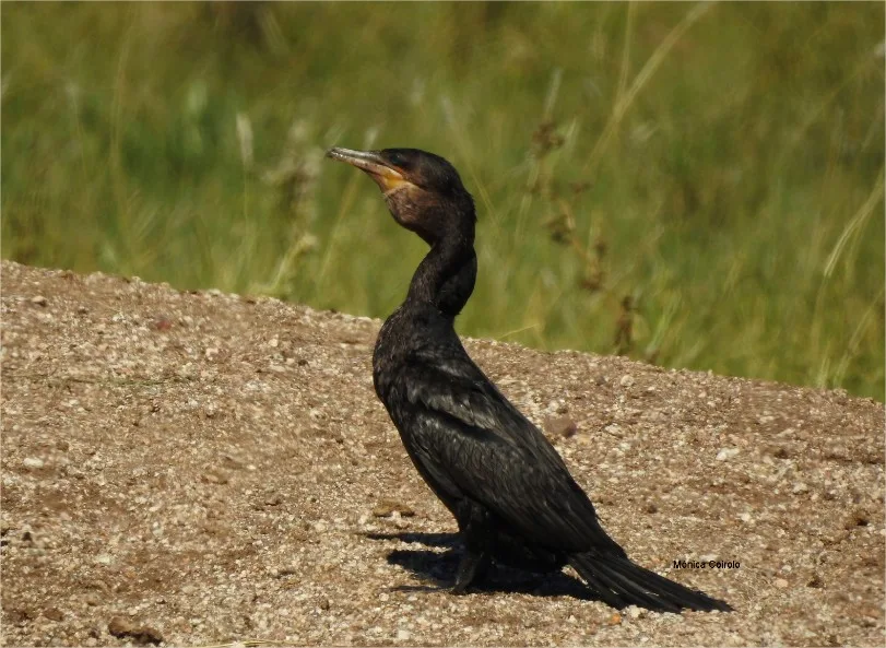 Patos del Uruguay: el pato maragullón