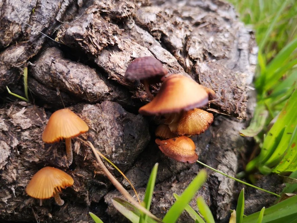 Cucumelo: hongos alucinógenos en Uruguay