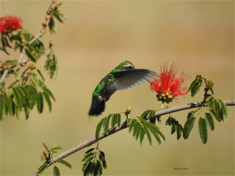 El picaflor: polinizadores del Uruguay