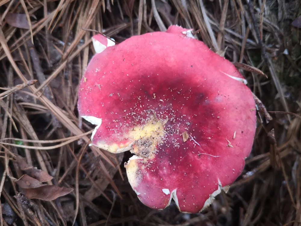 Russula drimeia: hongos del Uruguay