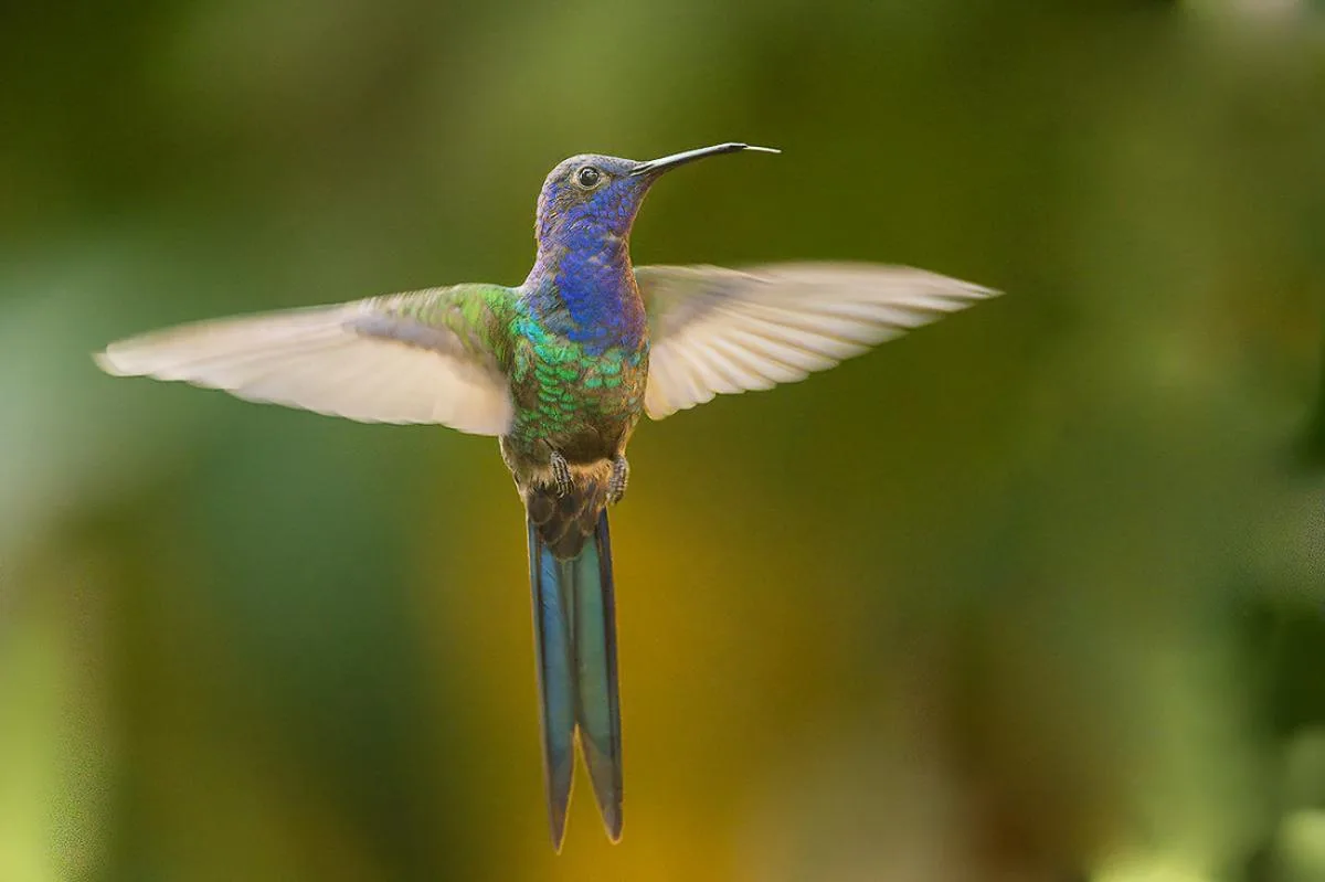 Picaflor tijereta: el colibrí más grande del Uruguay